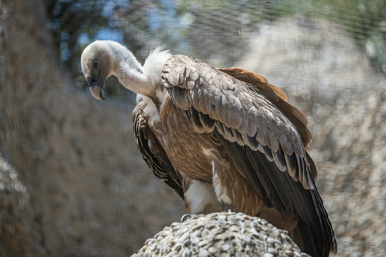 Vulture perching on stone