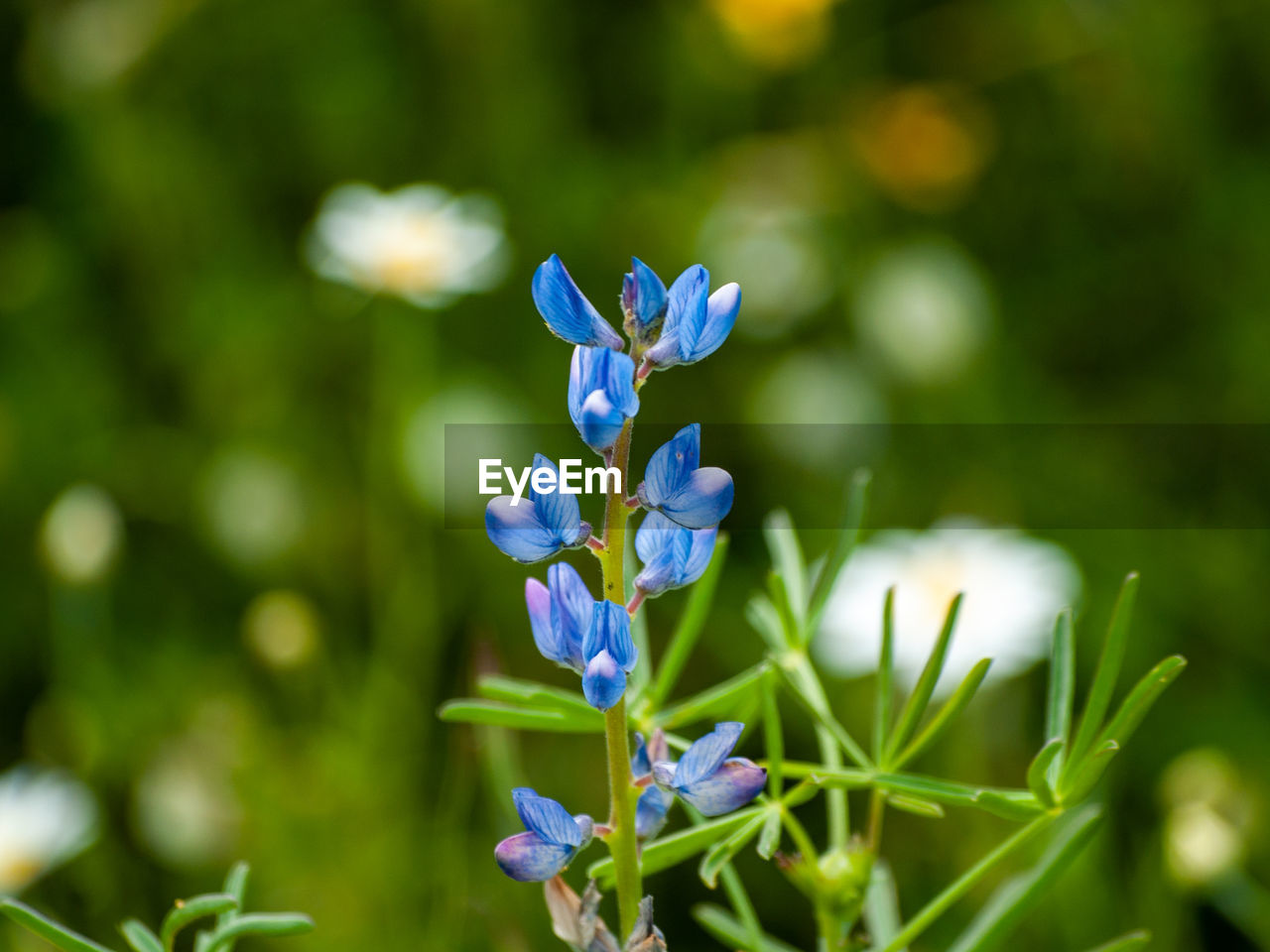 CLOSE-UP OF PURPLE FLOWERING PLANT AGAINST BLUE SKY