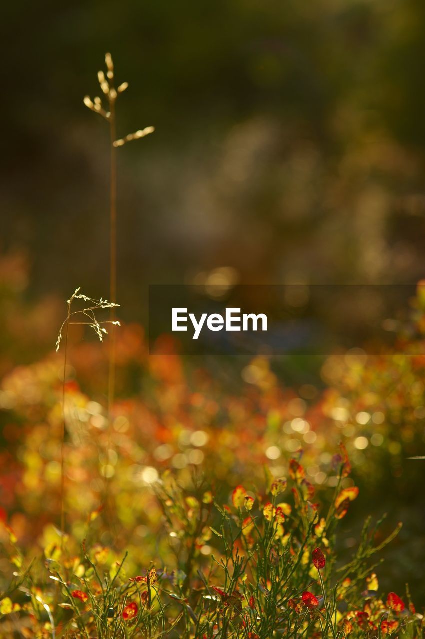 Close-up of plants during autumn