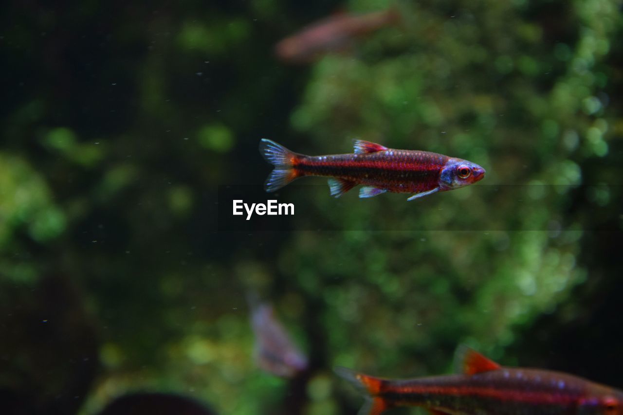 Close-up of fish swimming in water