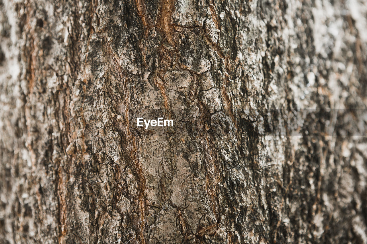 CLOSE-UP OF TREE BARK