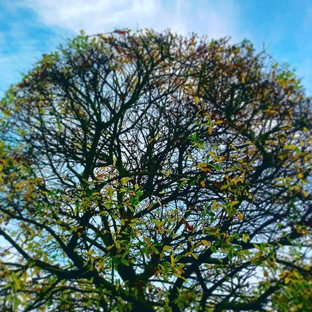 LOW ANGLE VIEW OF TREES AGAINST SKY