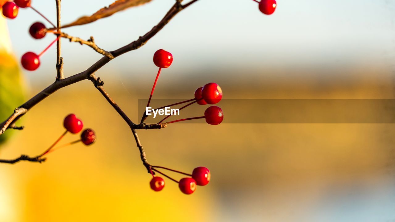 RED BERRIES GROWING ON TREE