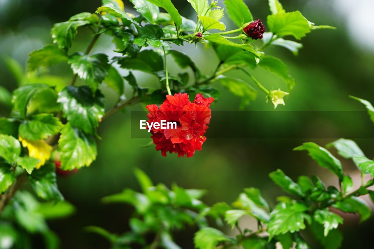 CLOSE-UP OF RED FLOWERING PLANT AGAINST BLURRED BACKGROUND