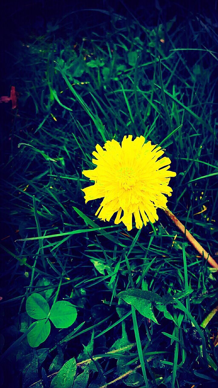 CLOSE-UP OF DANDELION ON GRASS