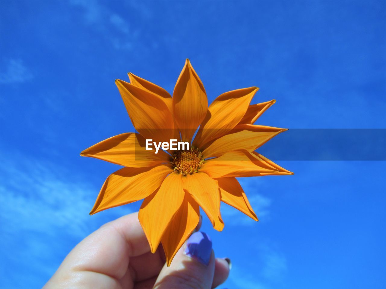 Low angle view of yellow flower against blue background