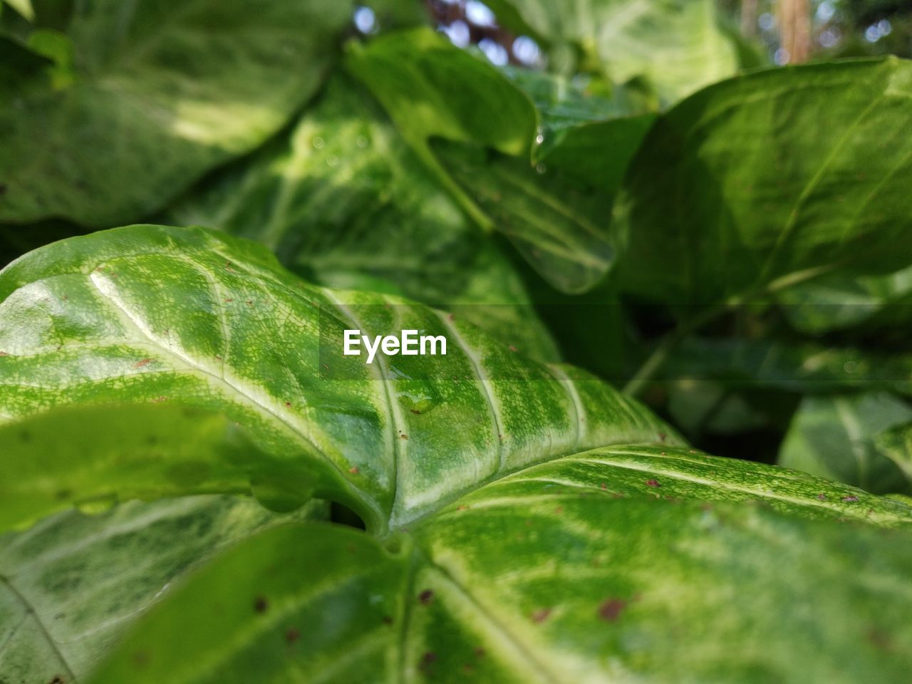 CLOSE-UP OF RAINDROPS ON LEAVES