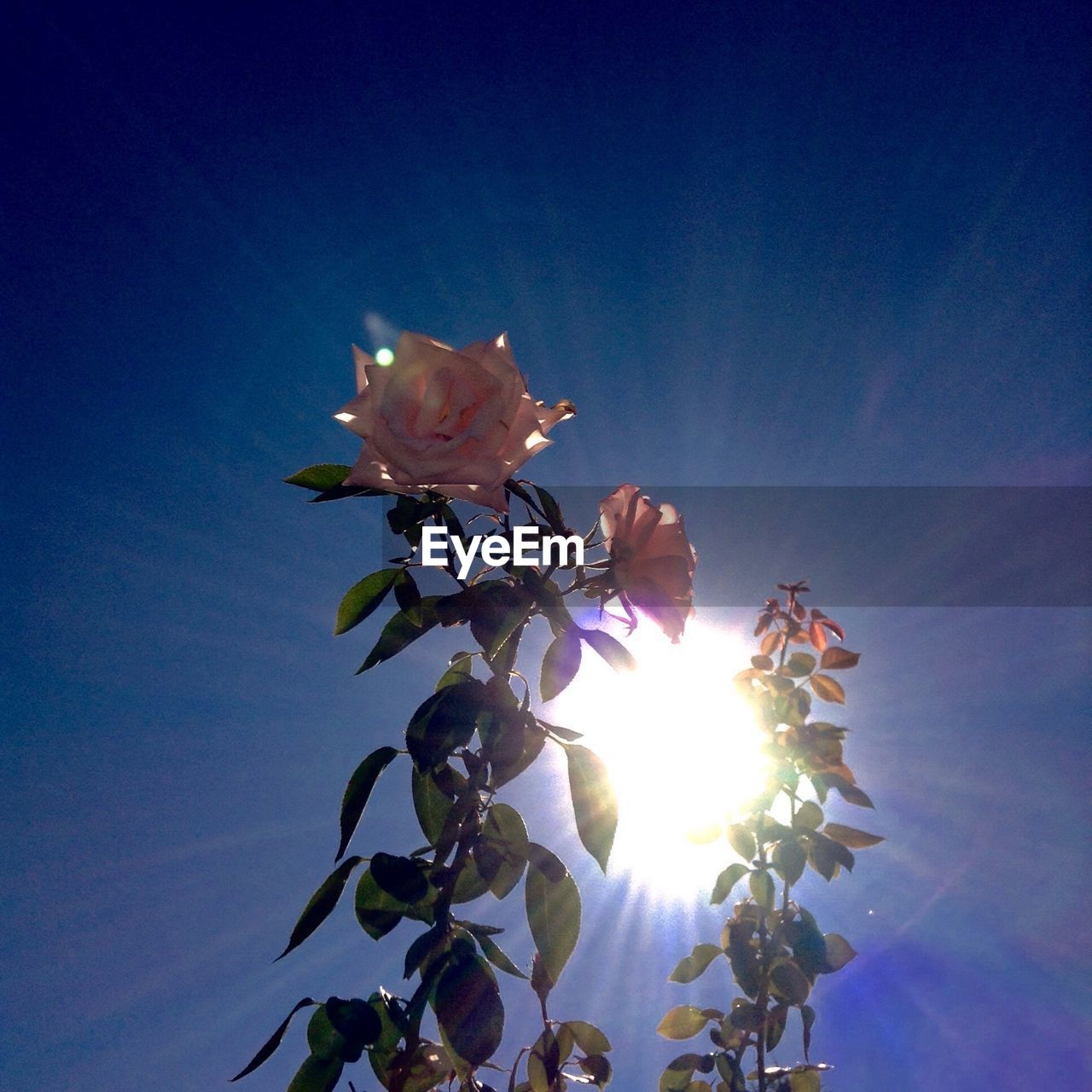 LOW ANGLE VIEW OF FLOWERS BLOOMING AGAINST SKY