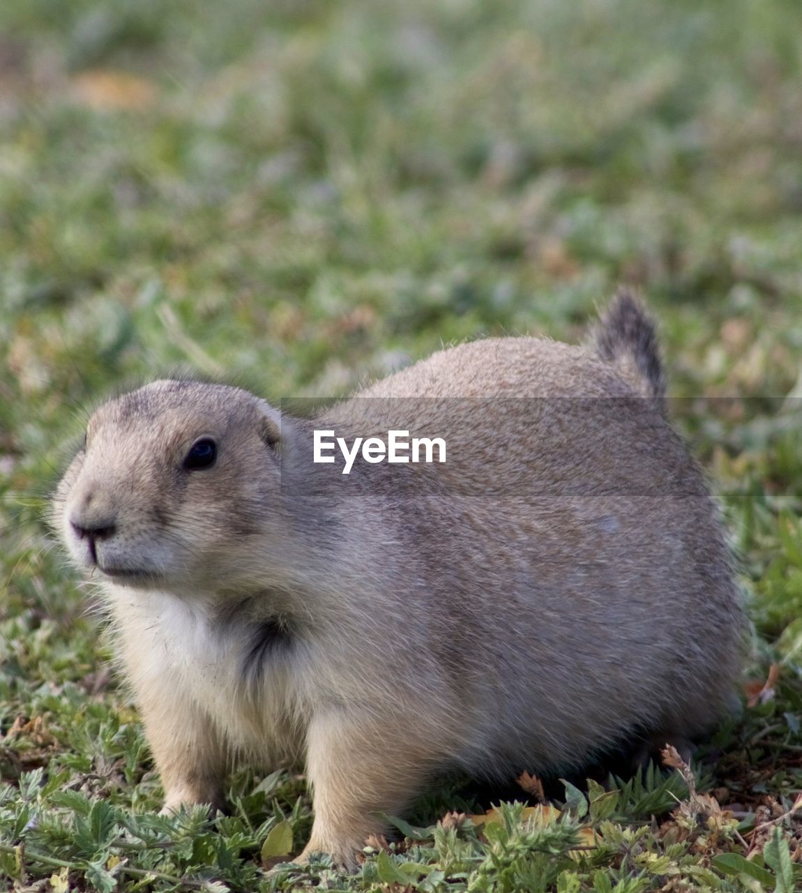 animal, animal themes, animal wildlife, one animal, mammal, wildlife, rodent, grass, no people, whiskers, squirrel, nature, prairie dog, outdoors, day, close-up, plant, side view, full length, land