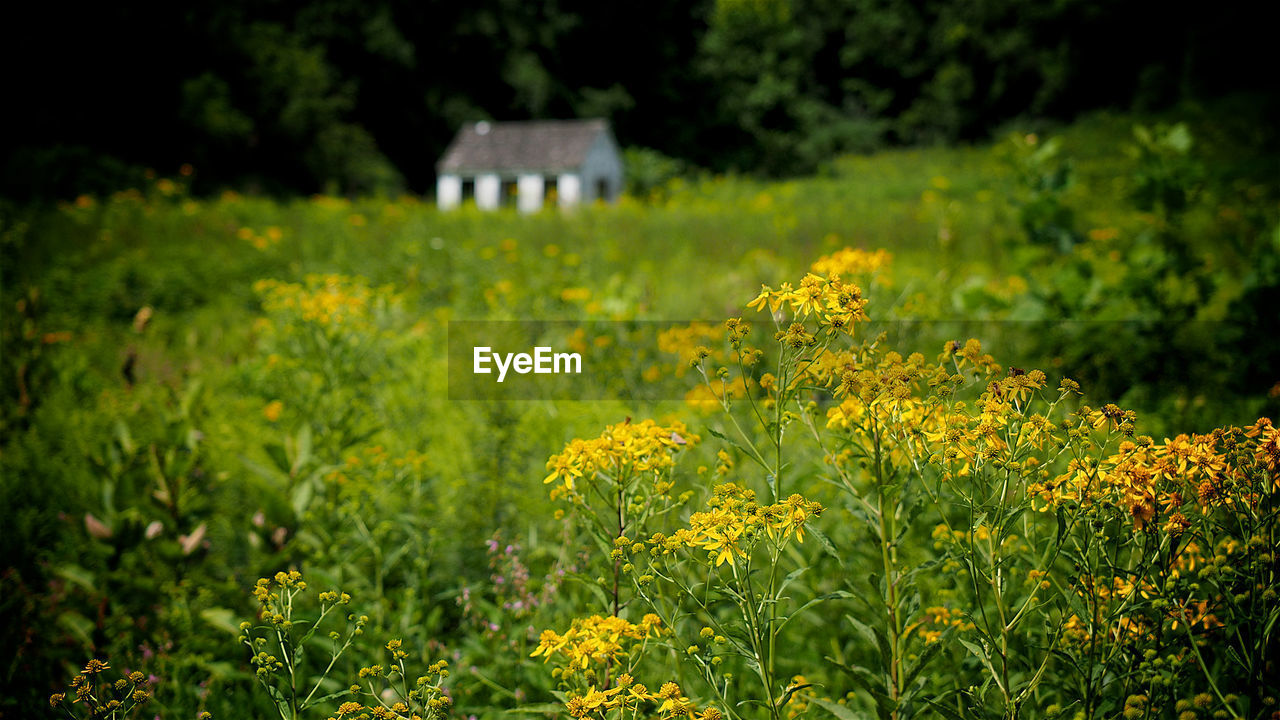 Yellow flowers blooming on field