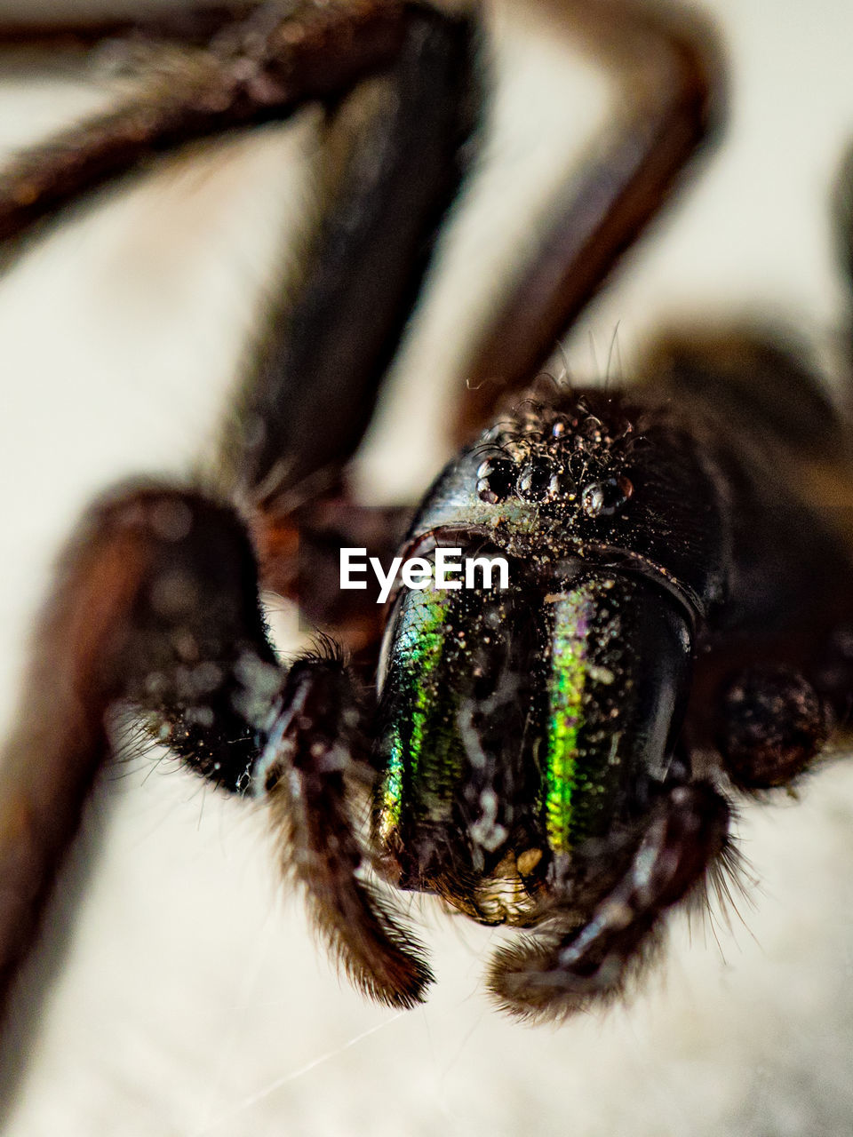 Close-up of spider on white background