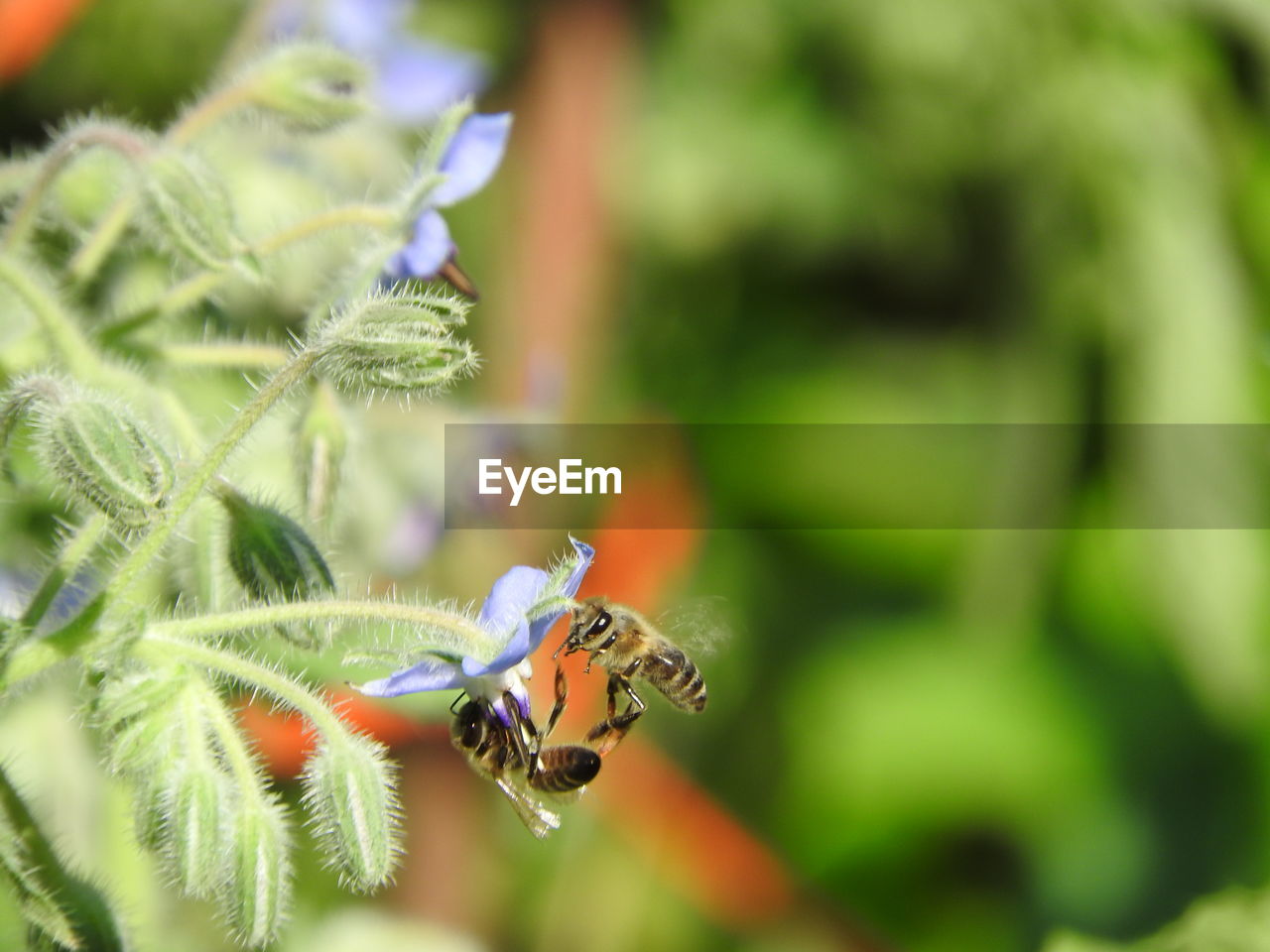 Close-up of bee pollinating on plant