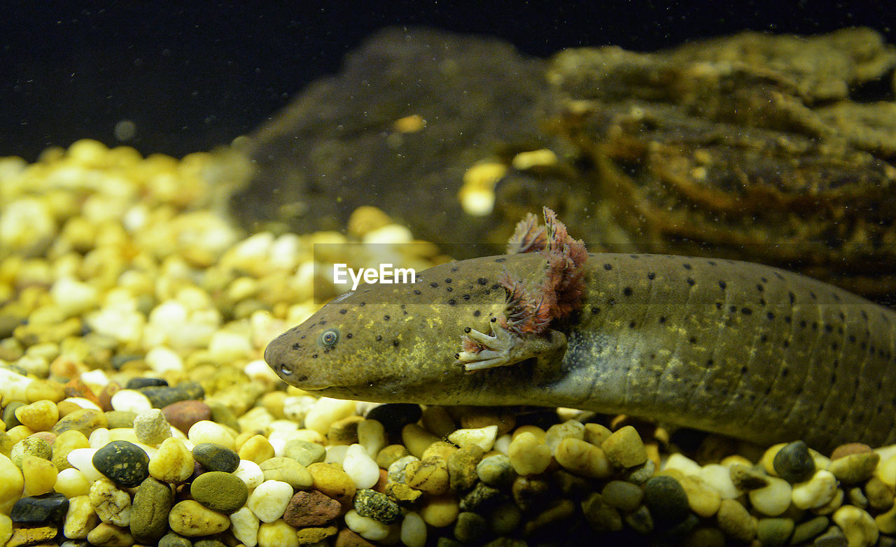 CLOSE-UP OF FISH IN AQUARIUM