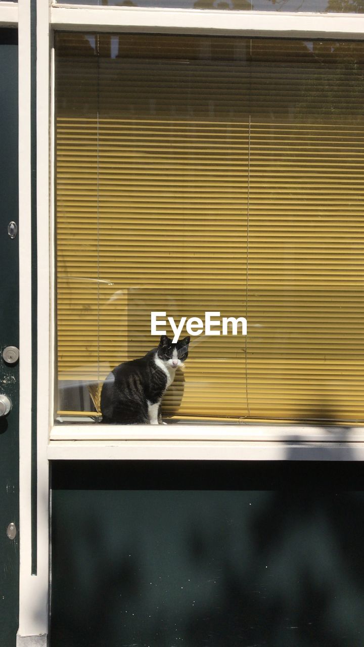 Cat sitting on window