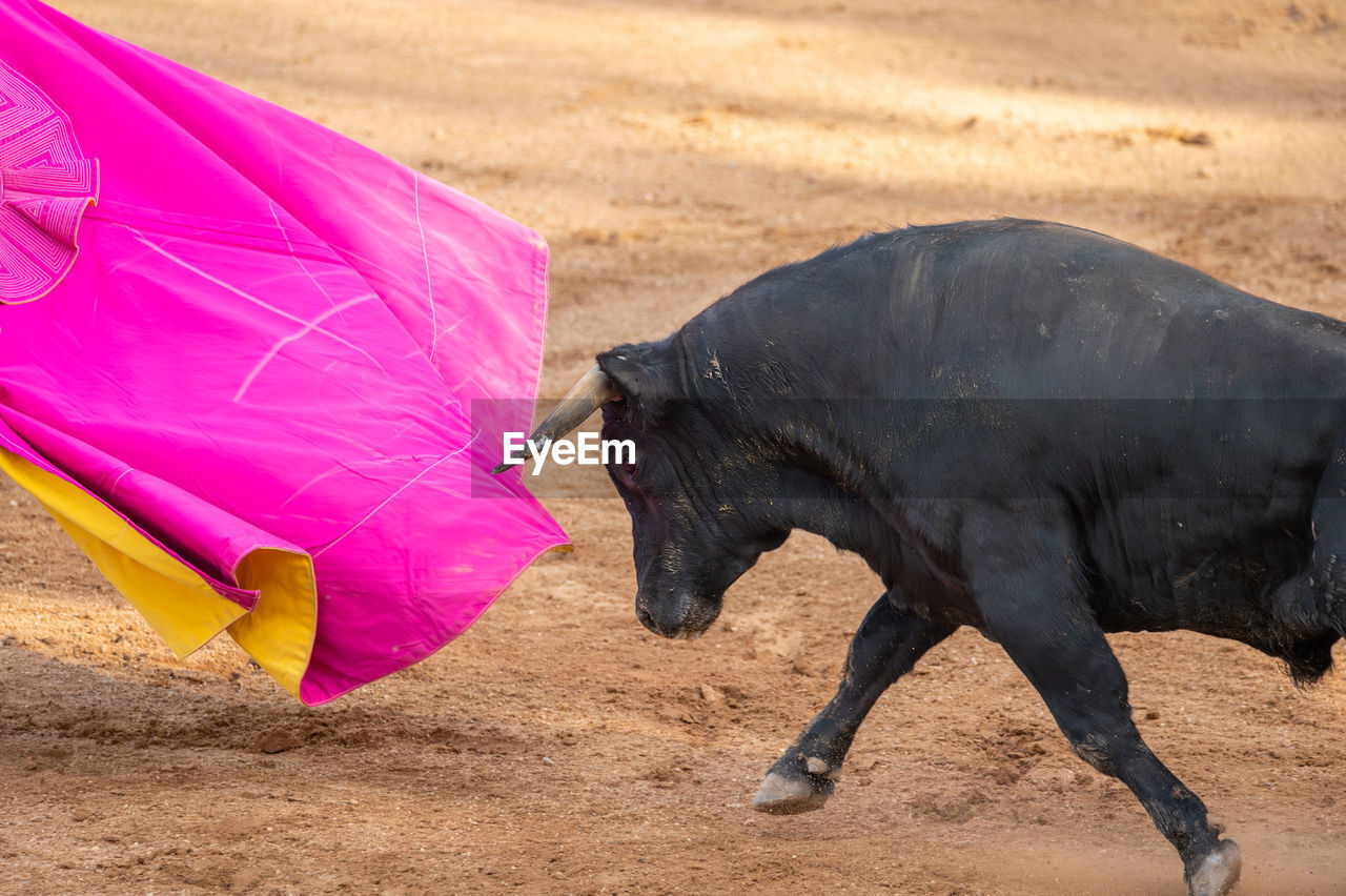 animal, animal themes, bullfighting, mammal, one animal, performance, domestic animals, nature, tradition, pink, bull, land, no people, full length, outdoors, day, side view, animal wildlife, sand, cattle