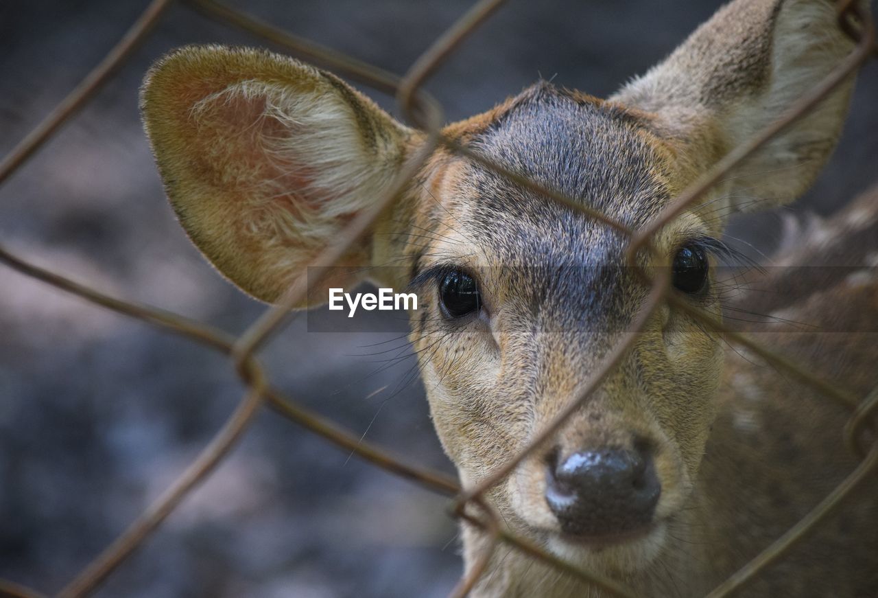 CLOSE-UP PORTRAIT OF A DEER