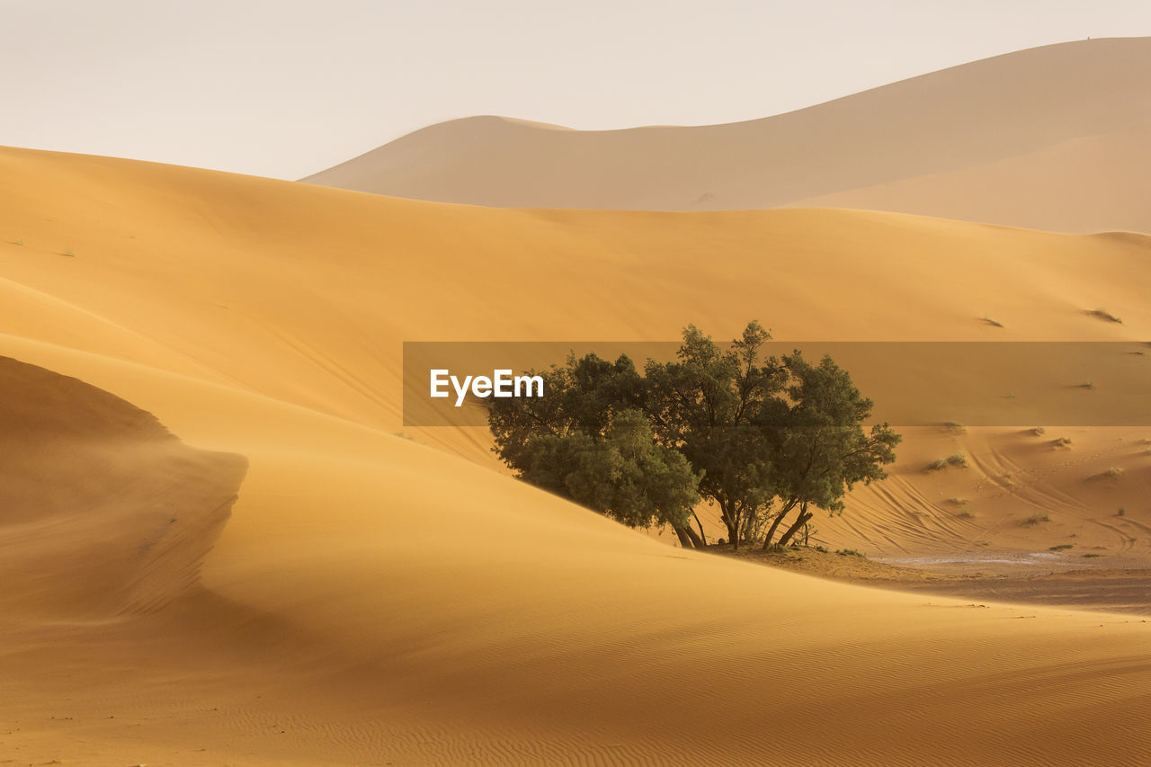 Scenic view of desert