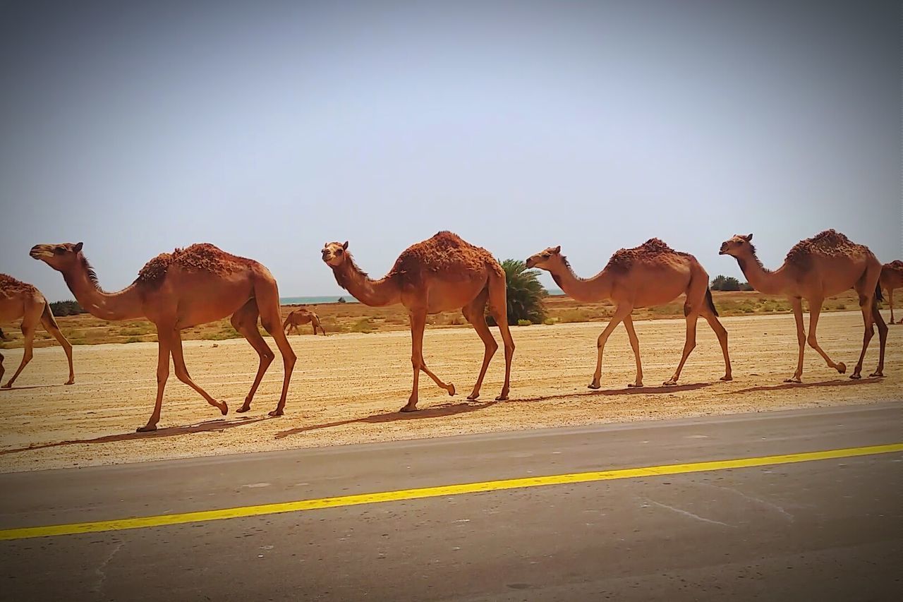Camels walking on field