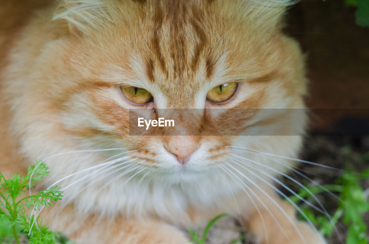 Fluffy red cat close up