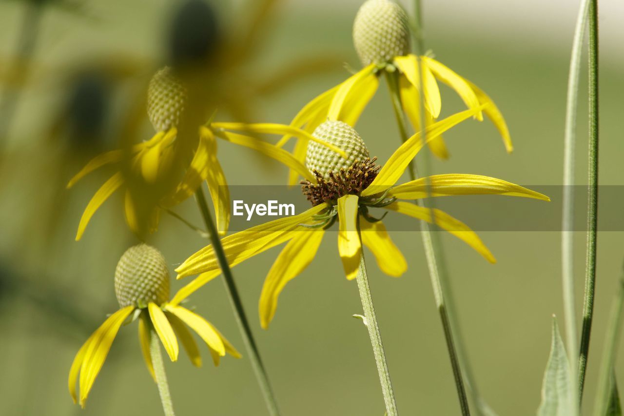 Black eyed susan