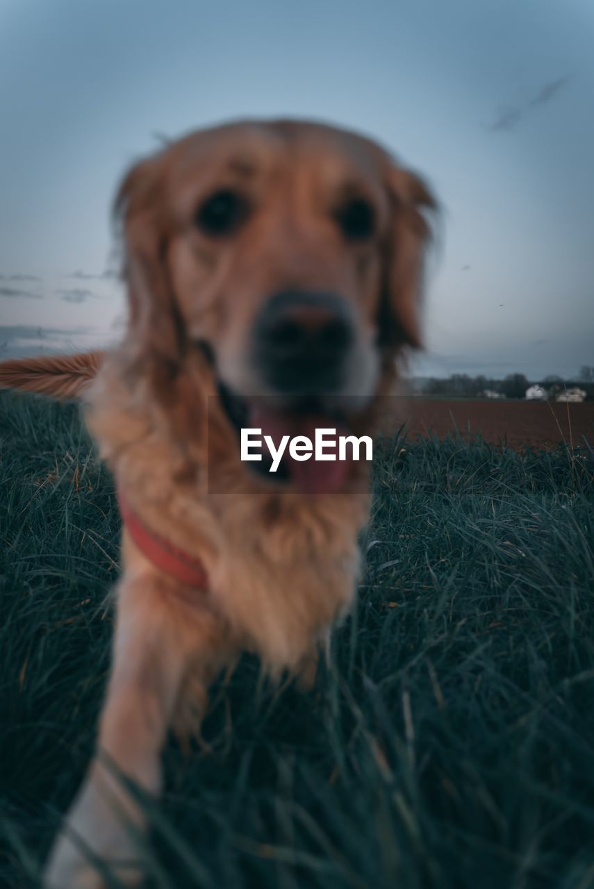 Close-up portrait of dog on grass