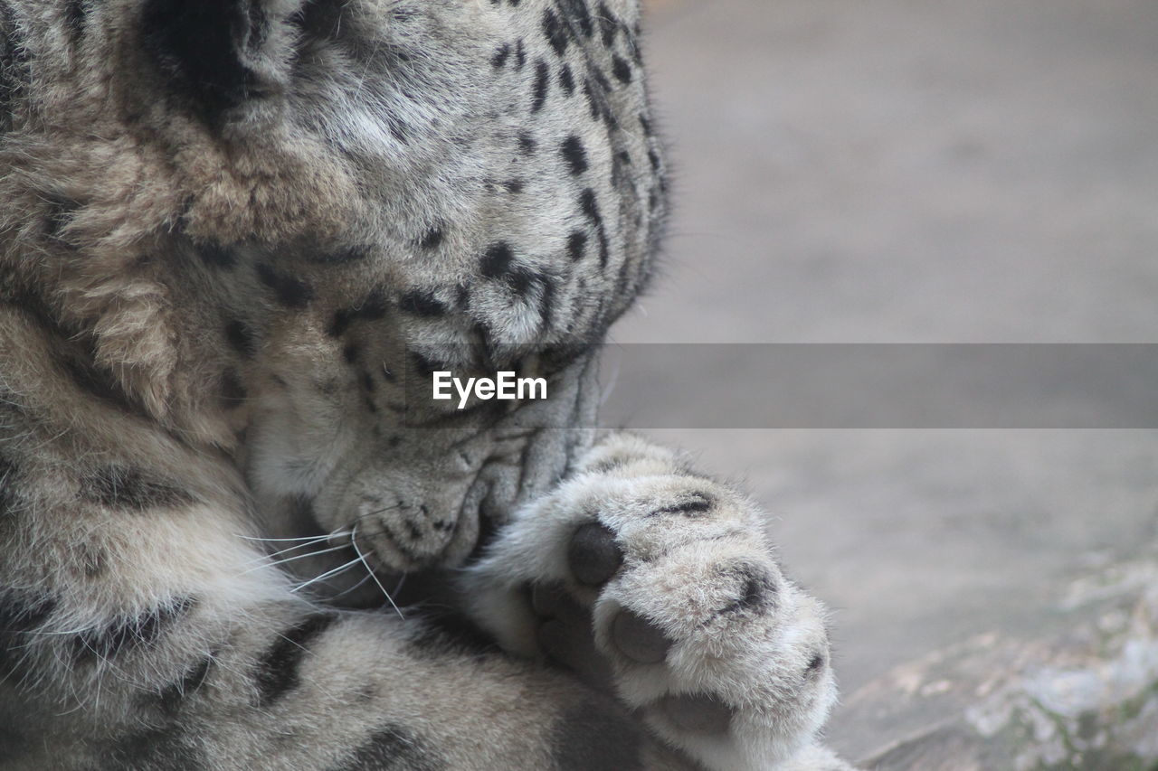 animal, animal themes, mammal, snow leopard, animal wildlife, wildlife, feline, one animal, zoo, leopard, no people, cat, big cat, felidae, close-up, whiskers, relaxation, animal body part, day, carnivora, focus on foreground, young animal, domestic animals, pet