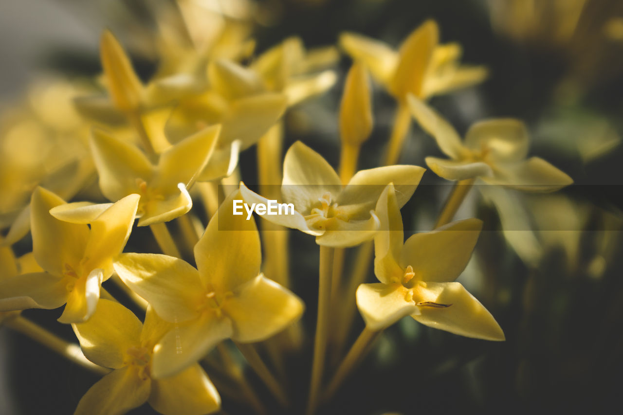 Close-up of yellow flowering plant