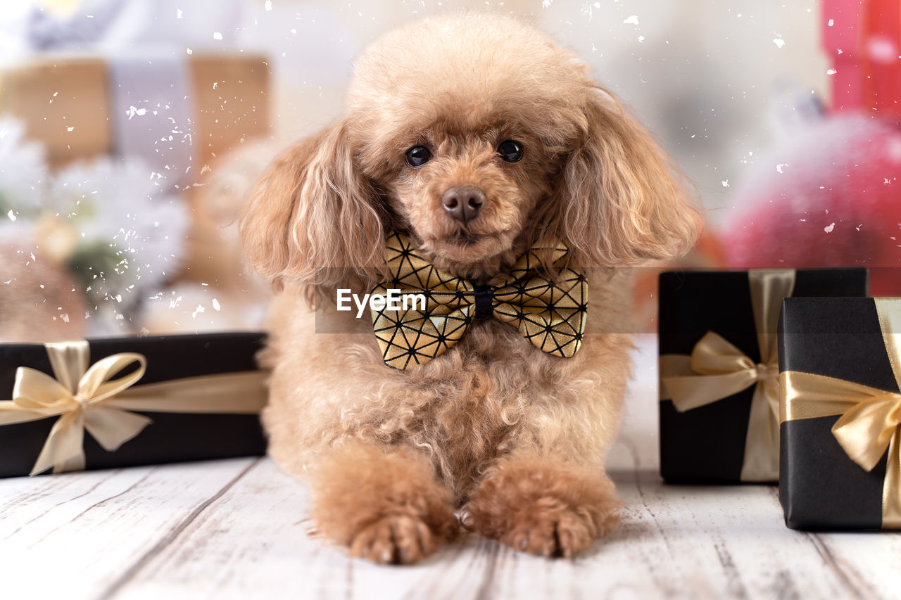 A small dog in a bow tie with gifts on a festive new year's background