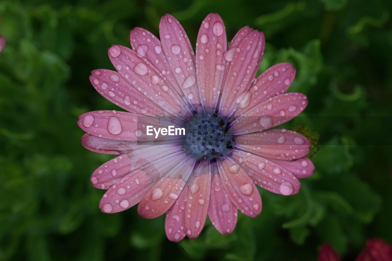 plant, flower, flowering plant, freshness, beauty in nature, drop, close-up, growth, inflorescence, petal, flower head, nature, wet, fragility, macro photography, water, pink, pollen, osteospermum, no people, outdoors, daisy, focus on foreground, purple, rain, wildflower, magenta, botany, dew, day, garden cosmos, blossom, raindrop