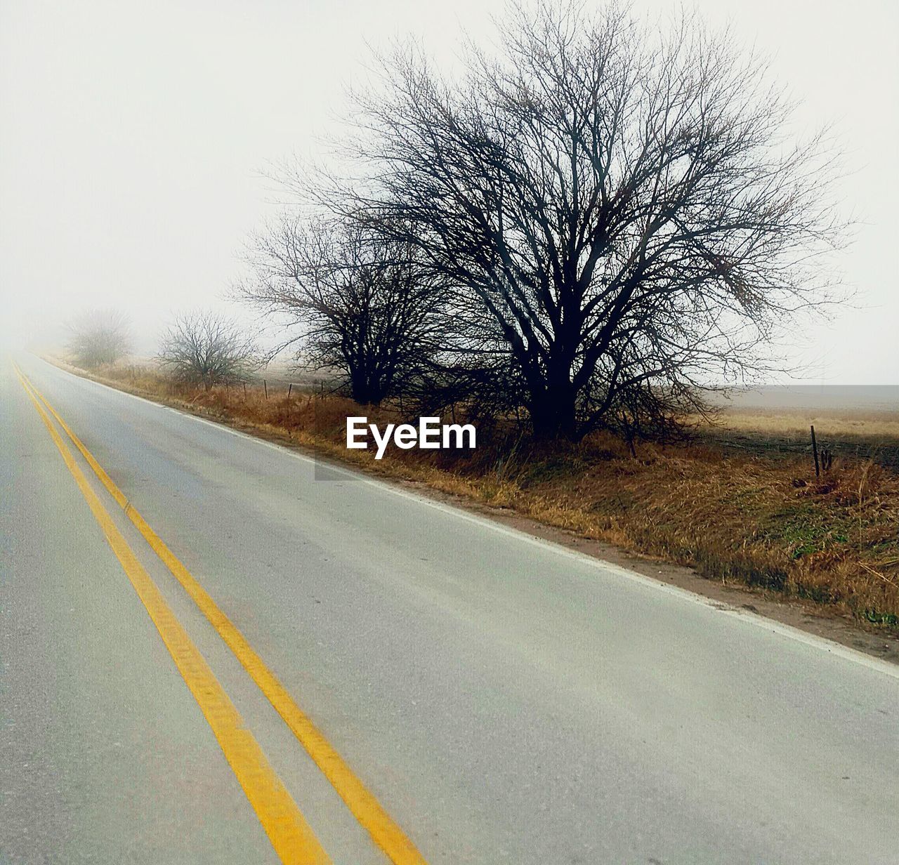 Trees by empty road on field against sky