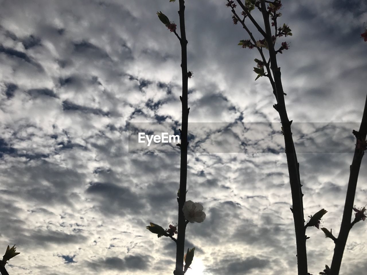 CLOSE-UP LOW ANGLE VIEW OF CLOUDS IN SKY