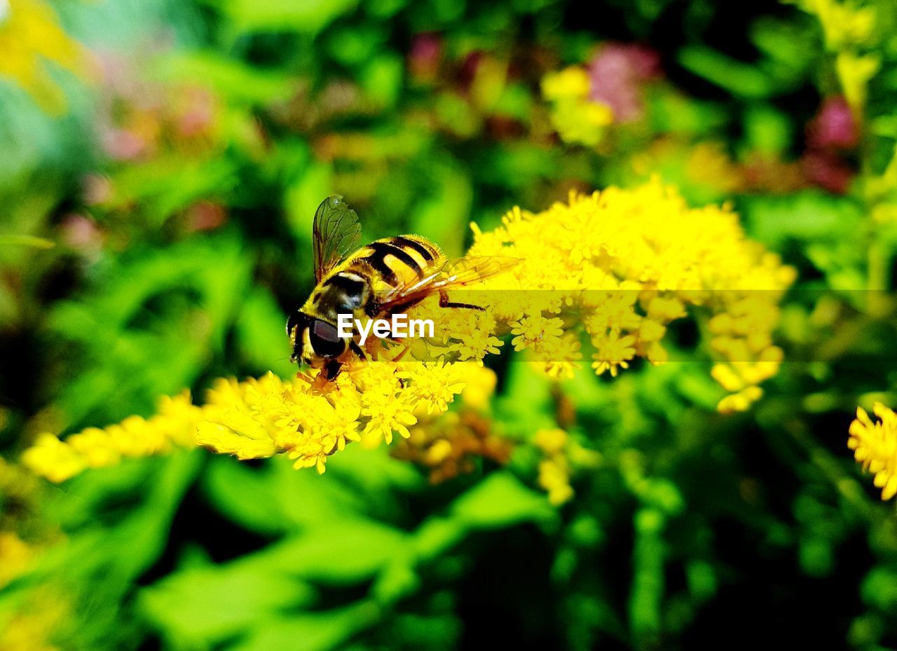 CLOSE-UP OF HONEY BEE POLLINATING ON YELLOW FLOWER