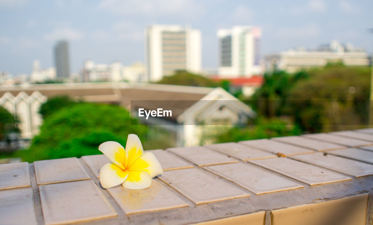 Close-up of frangipani on retaining wall