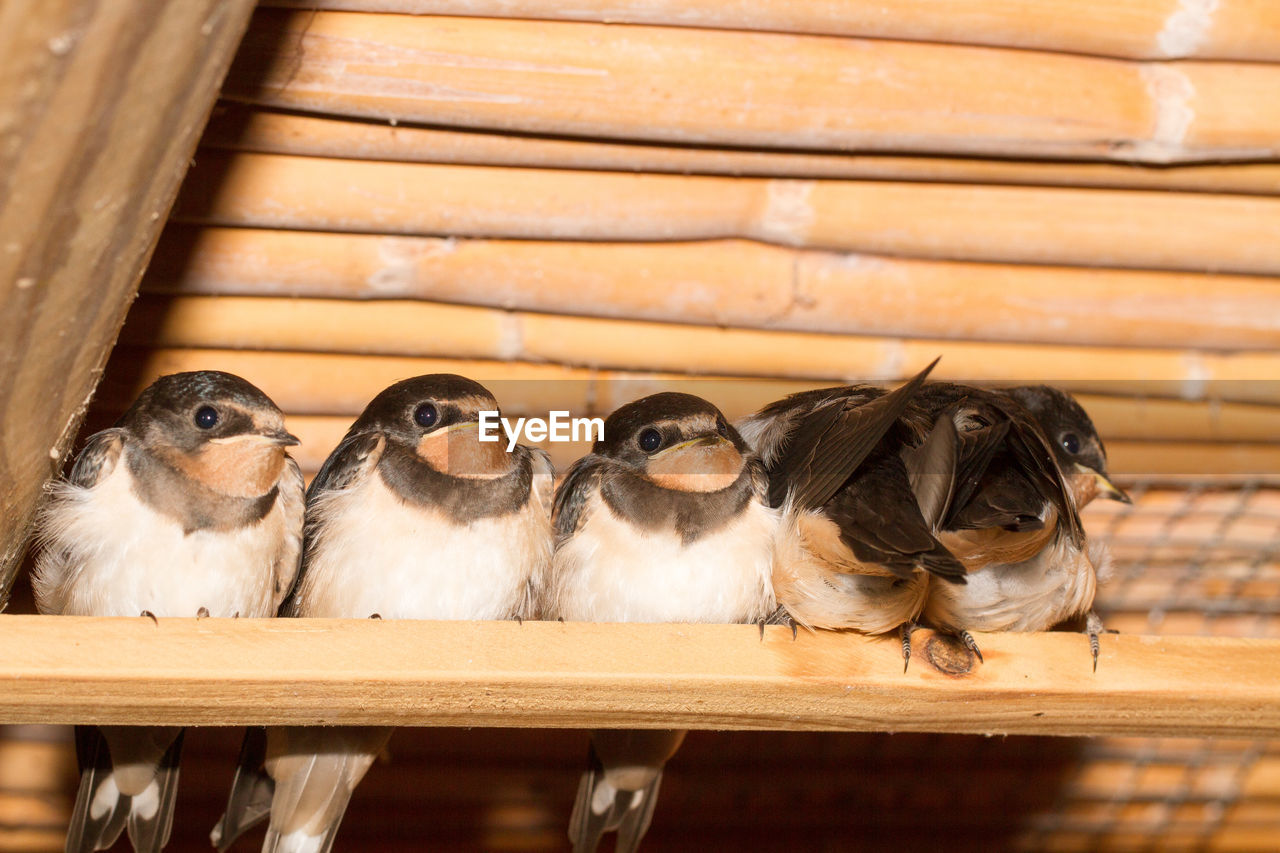 Close-up of birds perching on wood