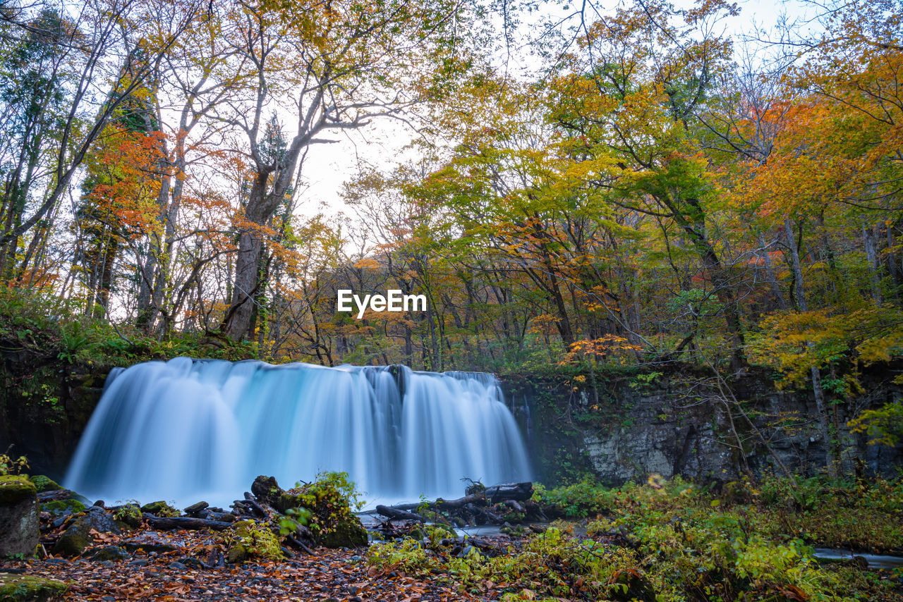 Choshi otaki falls oirase stream, beautiful fall foliage scene autumn colors. forest, aomori, japan