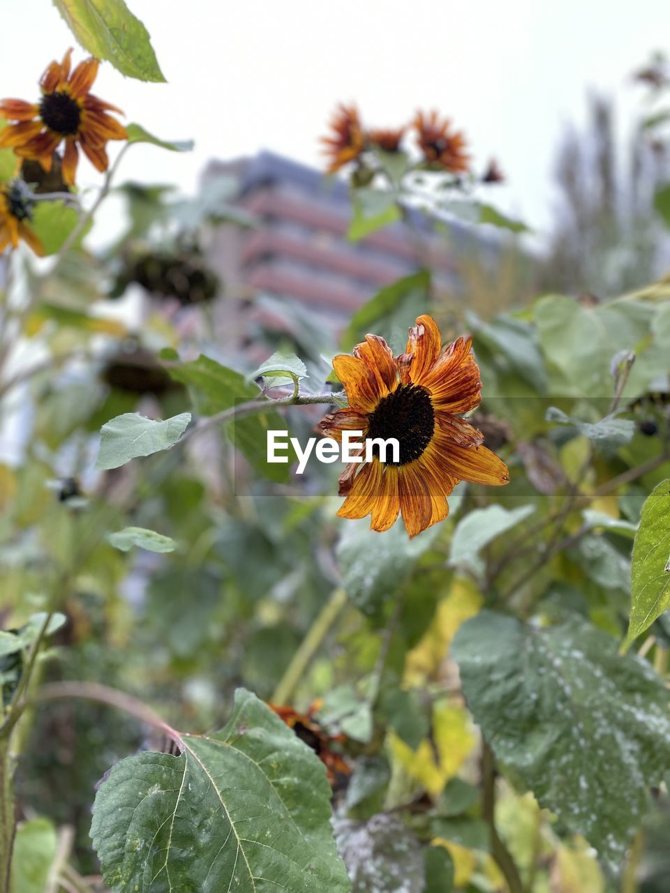 Close-up of flowering plant