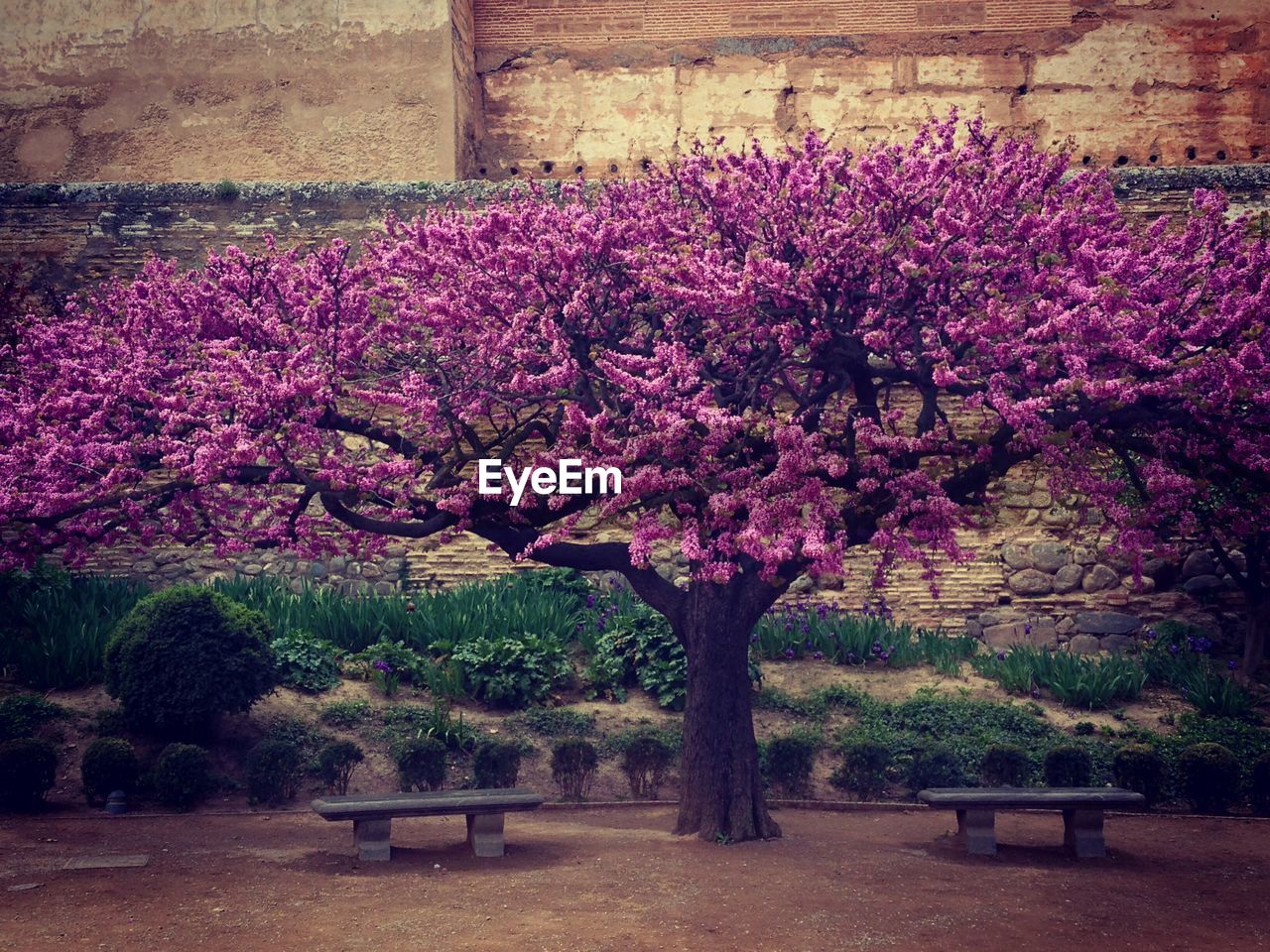 PURPLE FLOWER TREES
