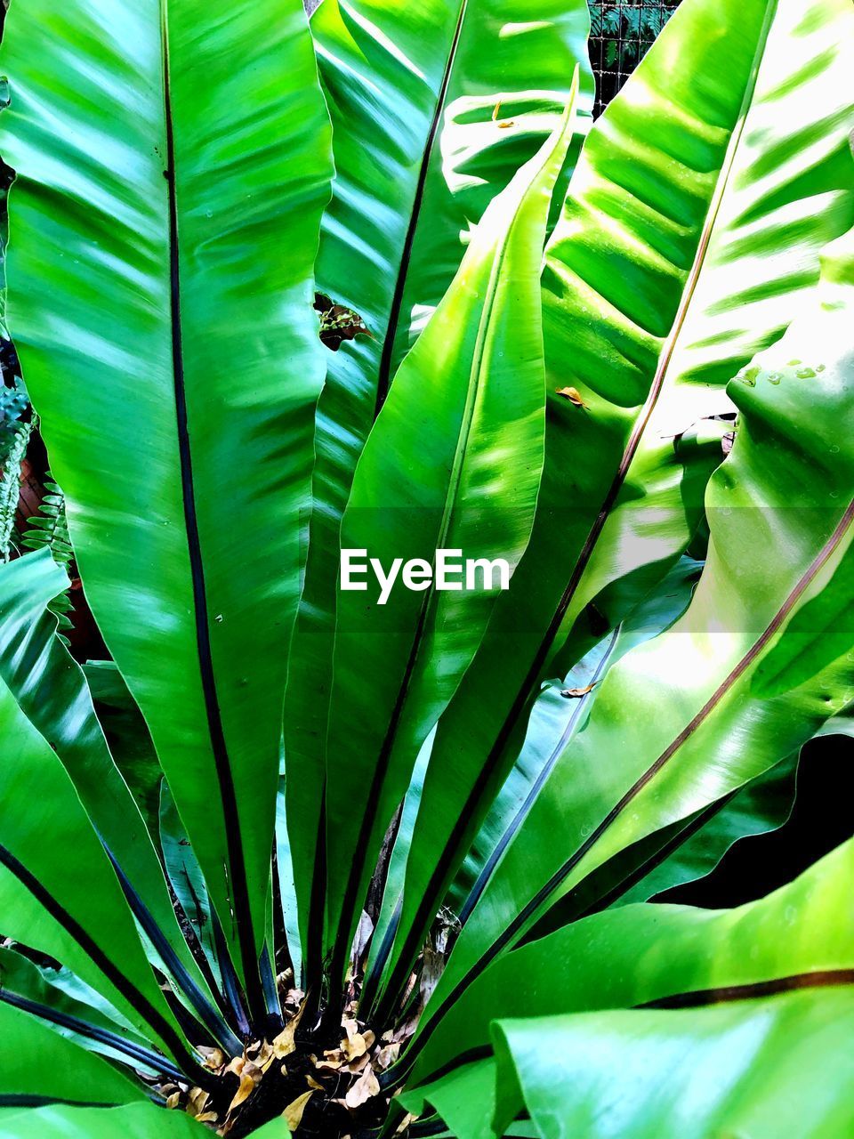 HIGH ANGLE VIEW OF LEAVES