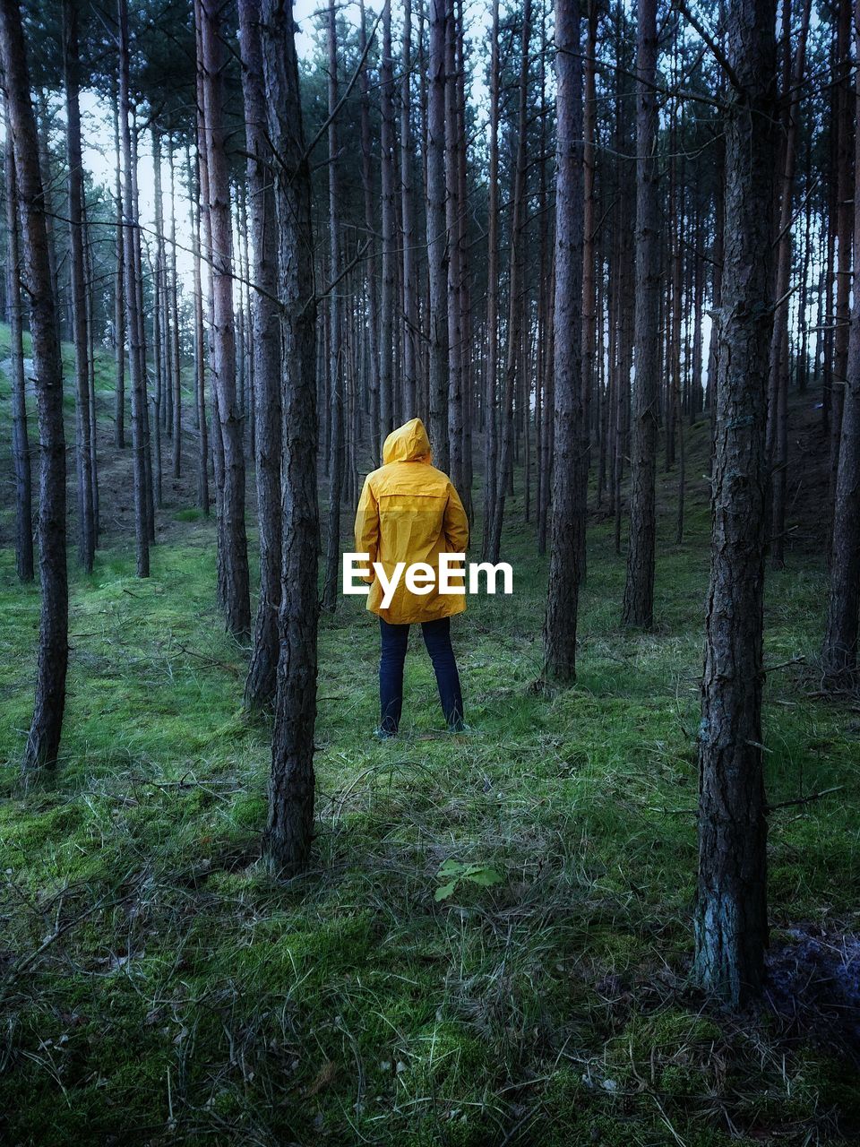 Rear view of man wearing yellow raincoat while standing in forest