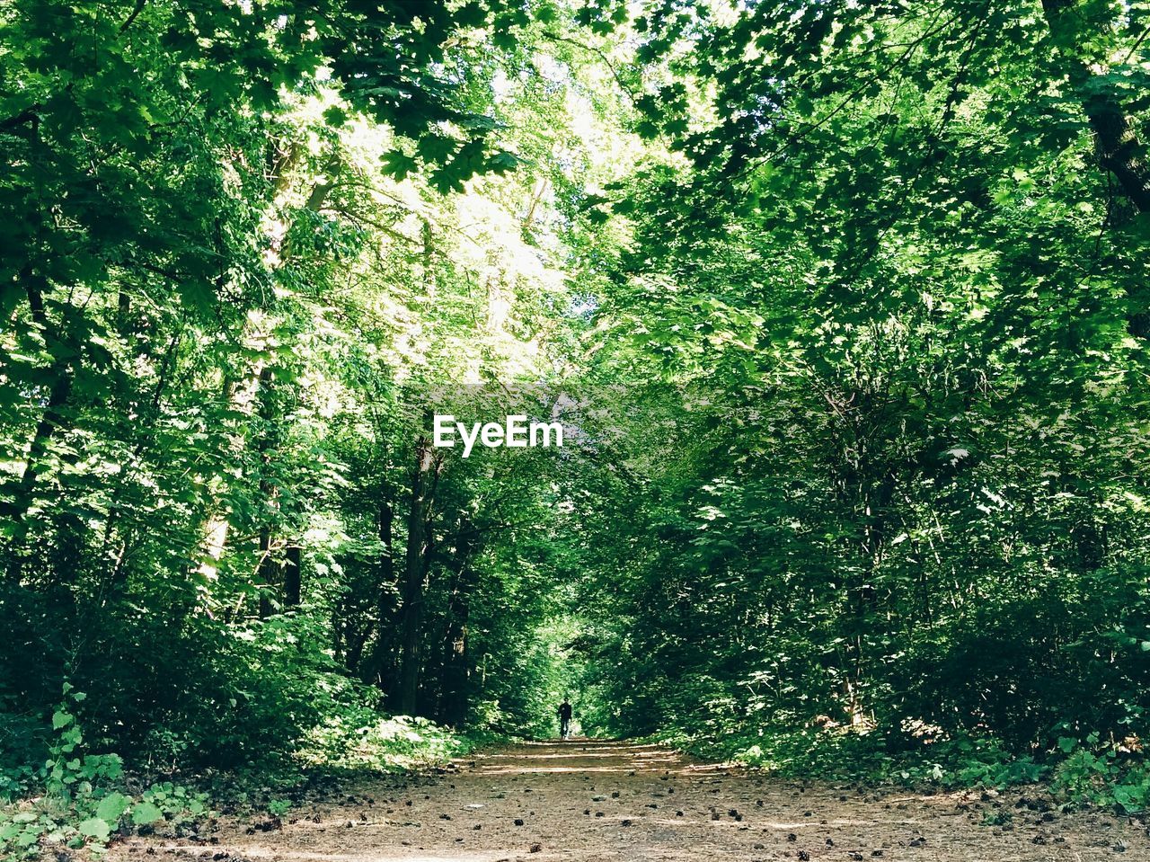 Dirt road amidst trees