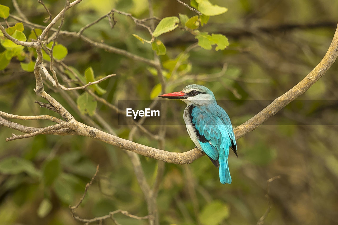 Close-up of bird perching on branch