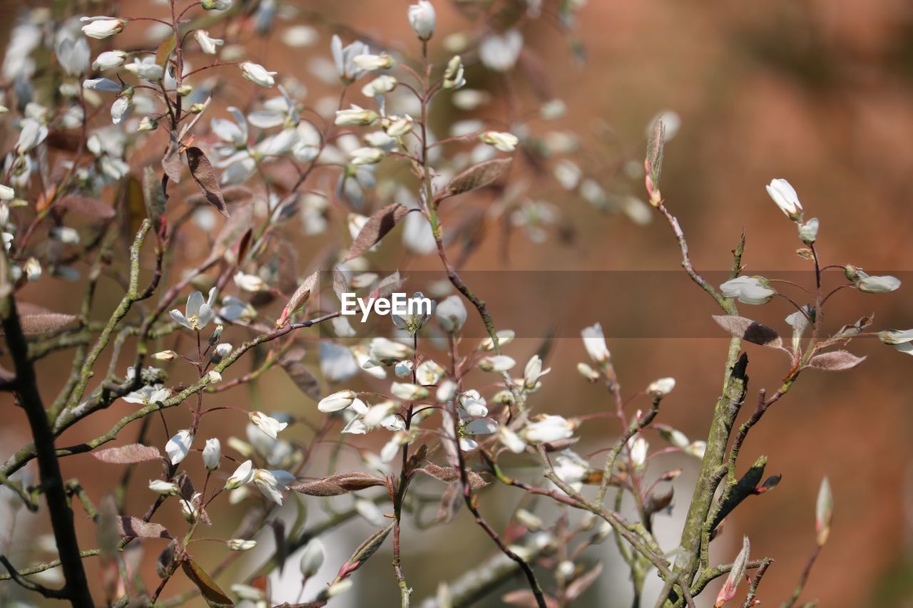 Close-up of cherry blossoms in spring