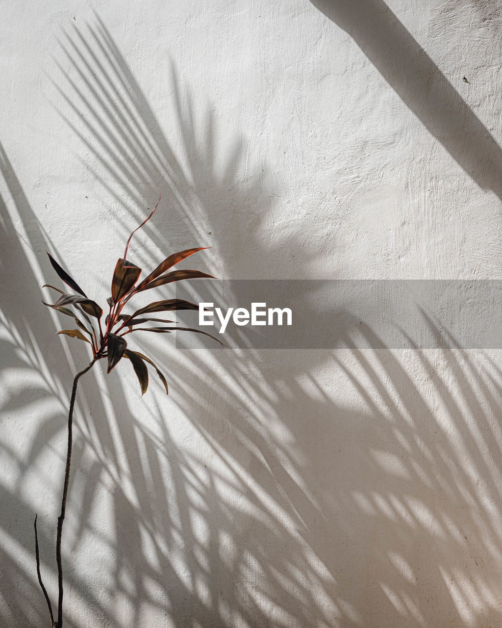 Close-up of flower shadows against the wall