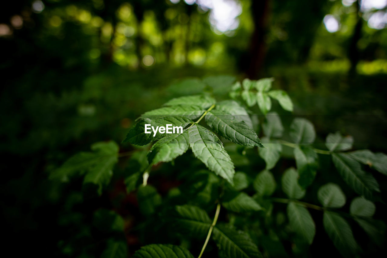 CLOSE-UP OF FRESH GREEN LEAVES ON PLANT