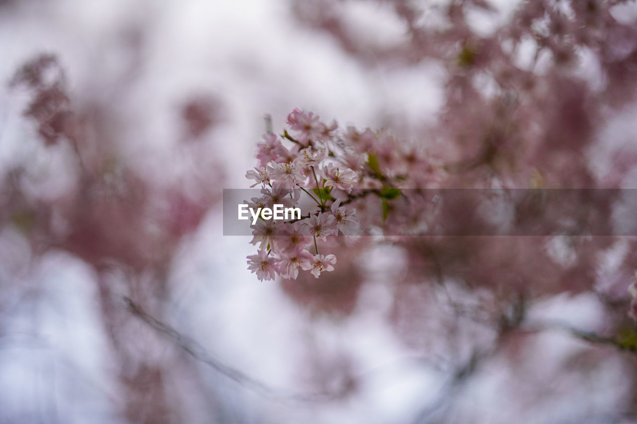 CLOSE-UP OF CHERRY BLOSSOMS