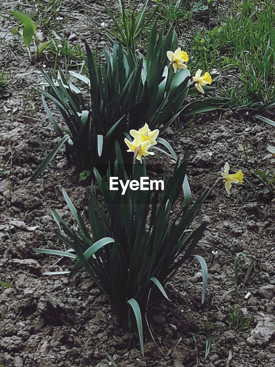 CLOSE-UP OF YELLOW CROCUS FLOWERS