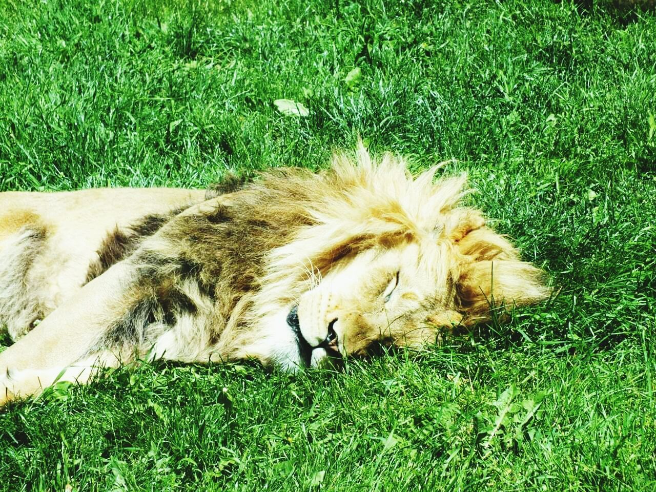 Lion sleeping on green grass