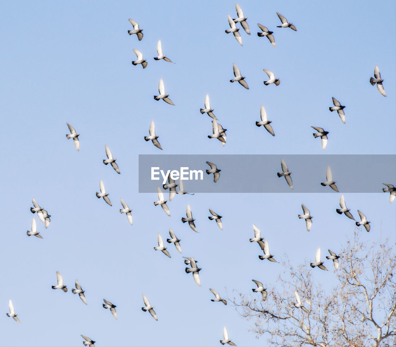 Low angle view of birds flying against sky