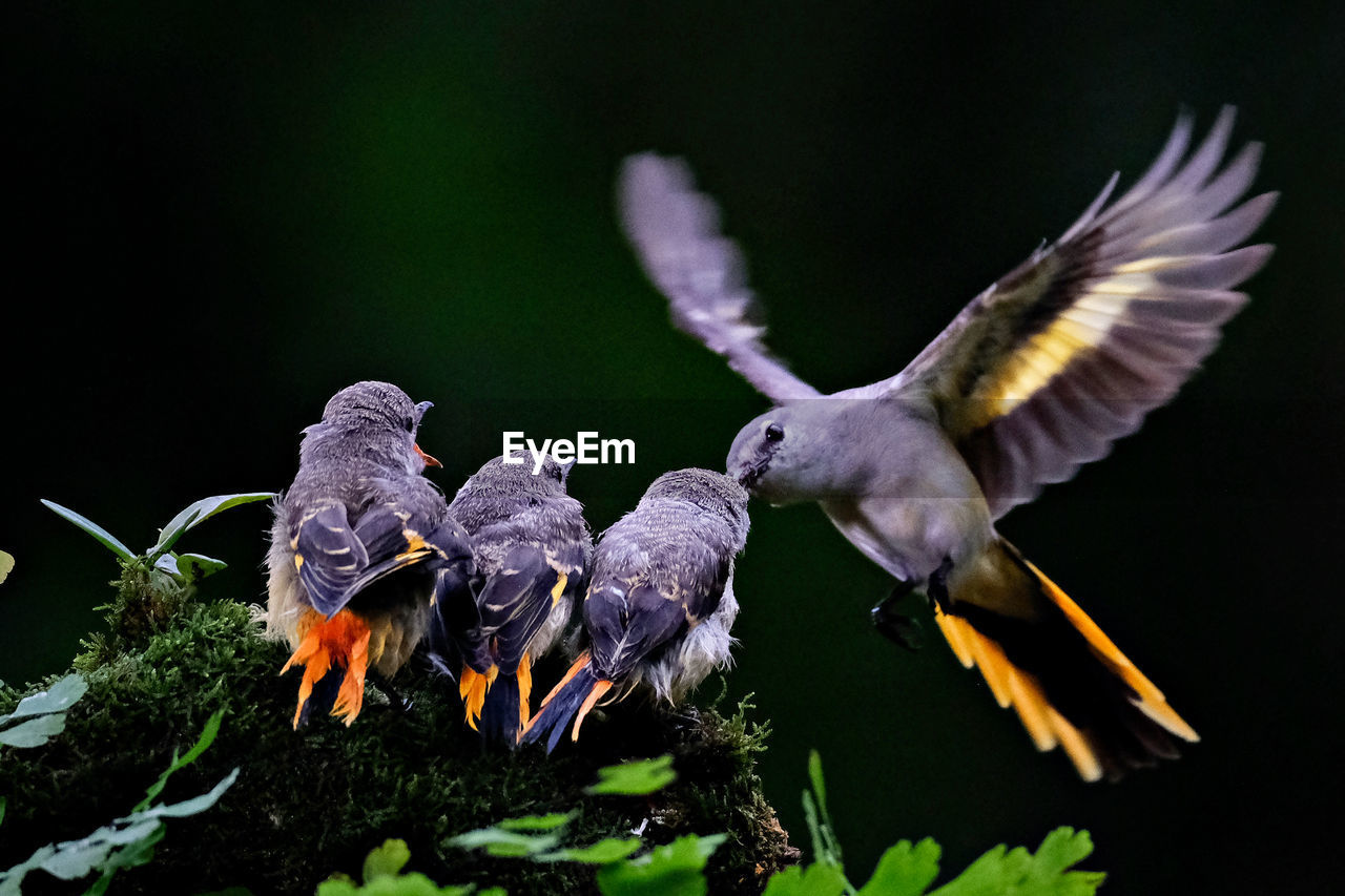 Close up, a family of birds perched on a tree branch