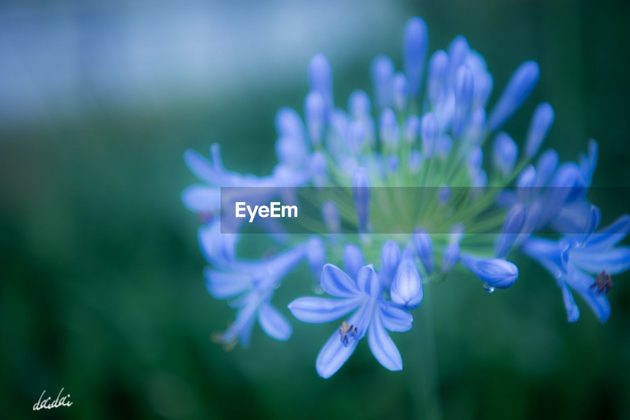 CLOSE-UP OF FLOWER BLOOMING OUTDOORS